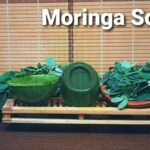 Moringa Soap